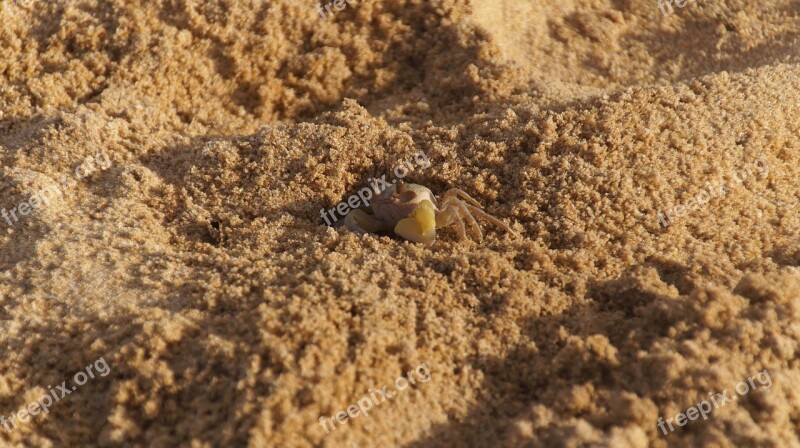 Crab Beach Cancer Coast Animal