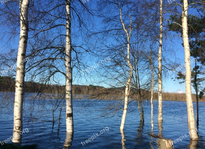 The River Glomma Water Flood Birch Three