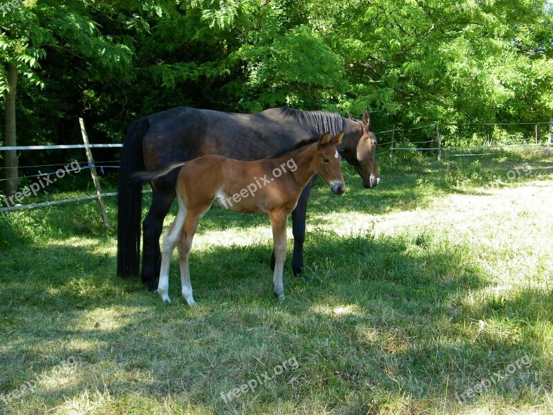 Mare Foal Horse Free Photos