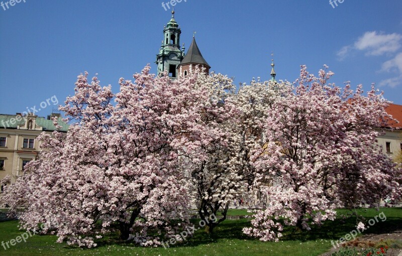 Kraków Poland Wawel Castle Magnolias