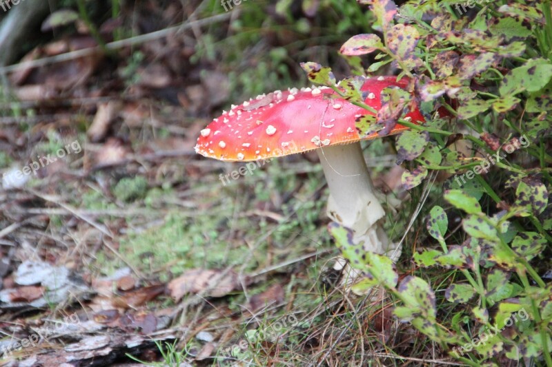 Fly Agaric Forest Autumn Mushrooms Nature