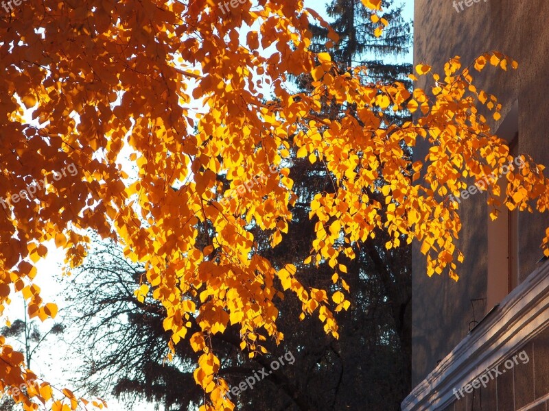 Autumn Leaves Autumn Leaf Yellow Leaves Nature