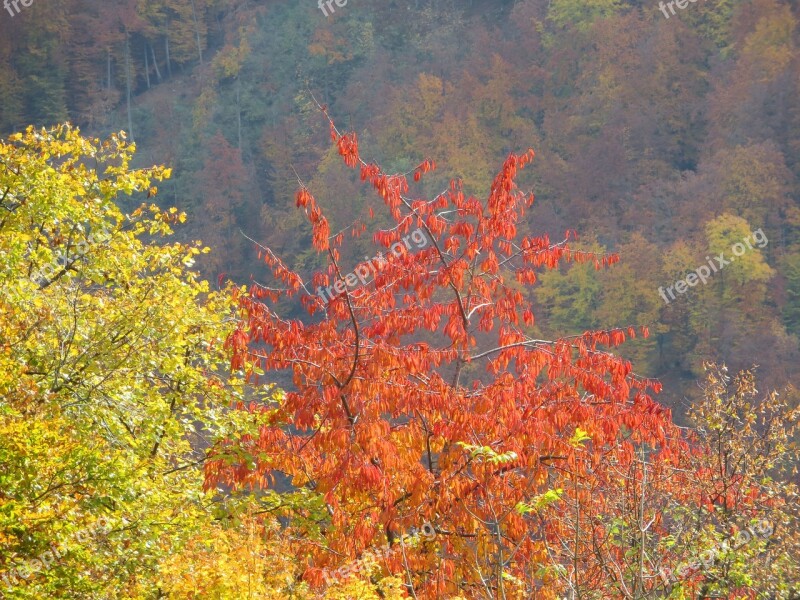 Foliage Fall Nature Trees Bright Colors