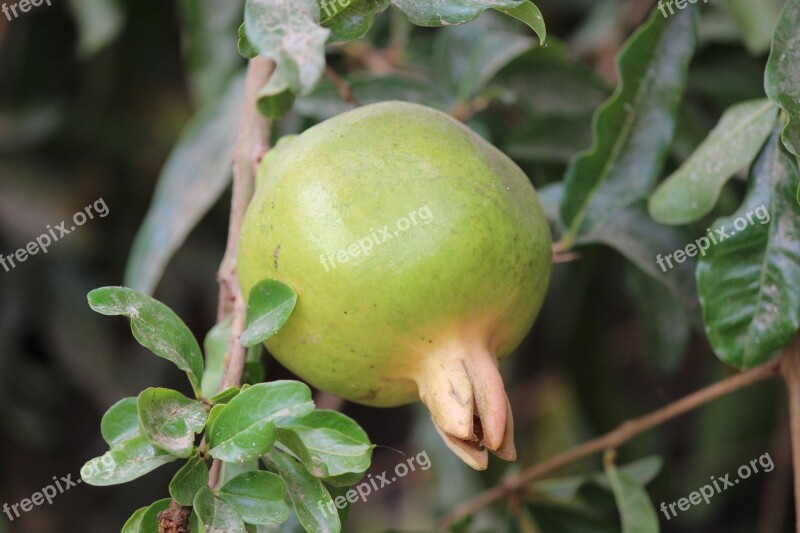 Pomegranate Fruit Tree Fresh Free Photos