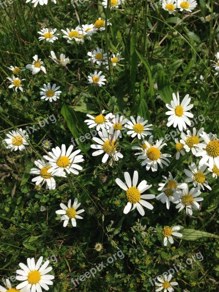 Flowers Summer Daisies Summer Plant Nature