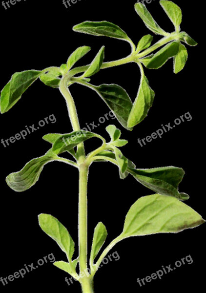 Oregano Herb Green Free Photos