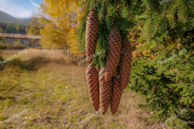 Cones Spruce Coniferous Tree Needles