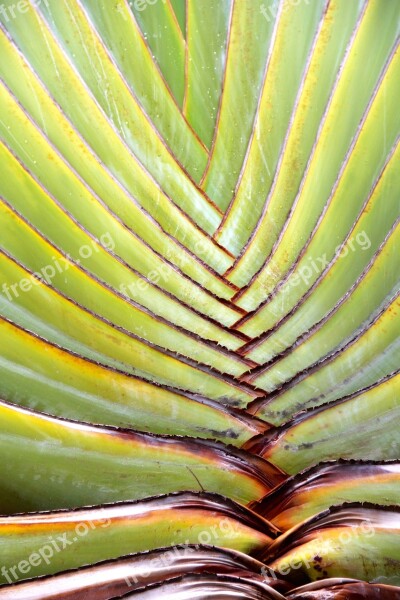 Aloe Vera Plant Cactus Agave