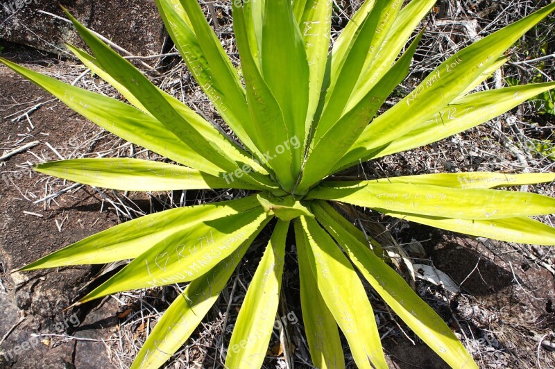 Aloe Vera Plant Cactus Agave