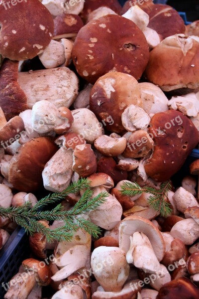 Cep Forest Autumn Mushrooms Nature