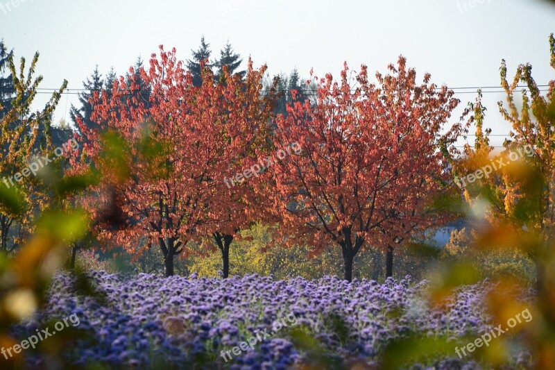 Fall Colors Autumn Nature Fall Leaves