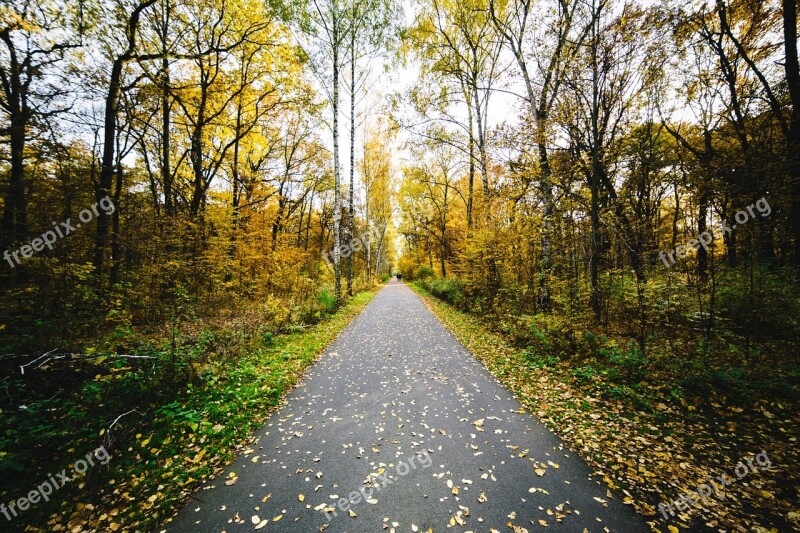 Walking Path Trees Autumn Nature Walkway