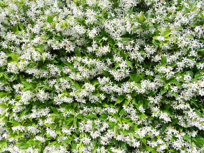 Garden Jasmine Flowers White Flower