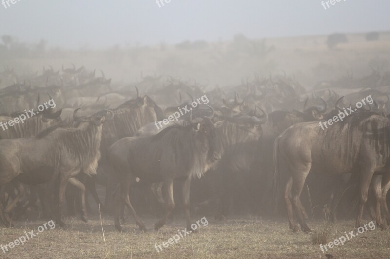 Great Migration Africa Safari Serengeti Wildebeest