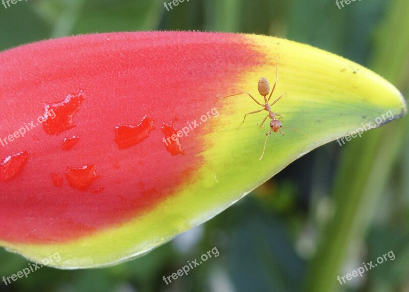 Heliconia Flower Bird Of Paradise Red Flora