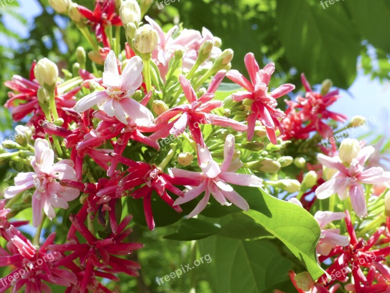 Rangoon Creeper Flower Summer Plant Blossom