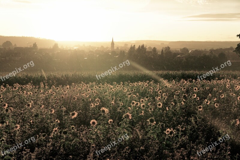 Sunflower Field Sunset Landscapes Sunflower Nature