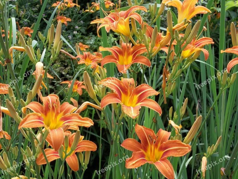 Orange Tiger Lilies Plant Springtime