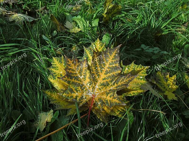 Sheet Leaves Autumn Plant Maple Leaf