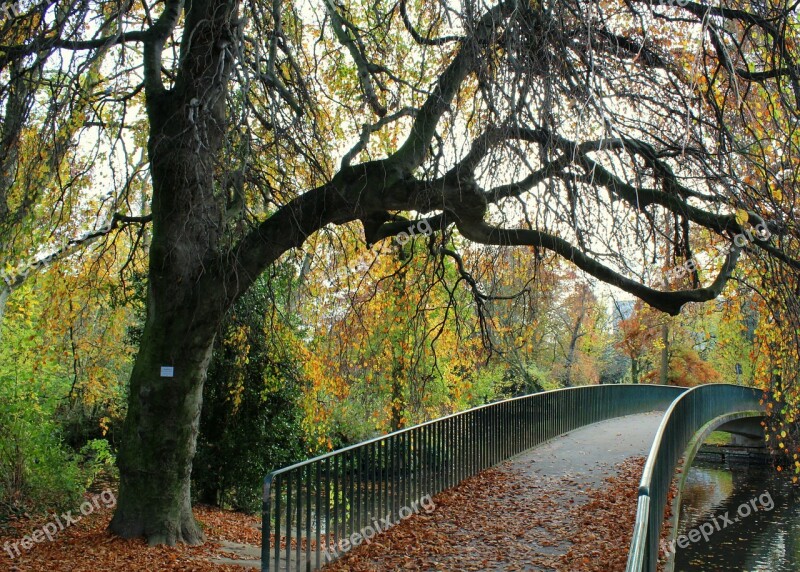 Autumn Leaves Bridge Forest Düsseldorf