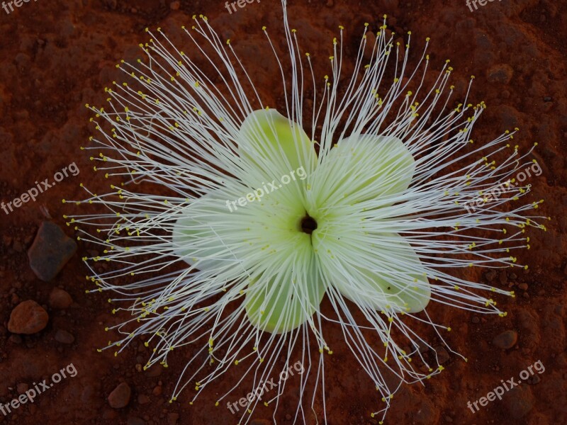 Pequi Flower Flowers Pequi White Flower Flower