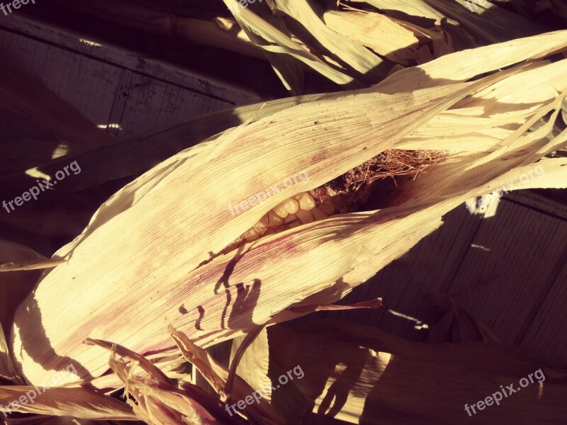 Corn Husk Farm Cob Agriculture