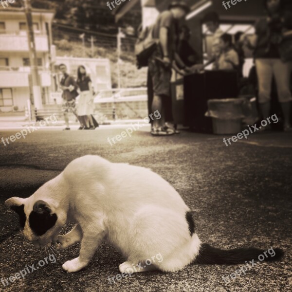 Cat Japan Animal Street Homeless