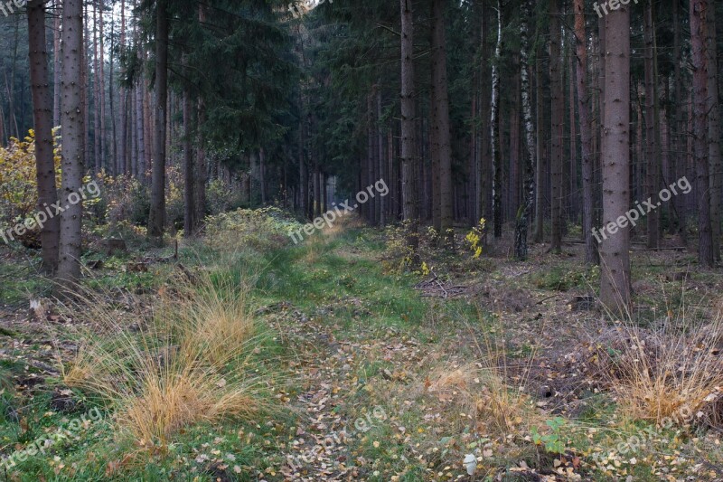 Forest Forest Path Nature Thuringia Germany Away