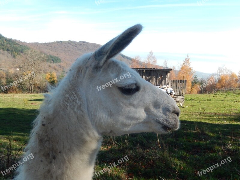 Lama Animal White Free Photos