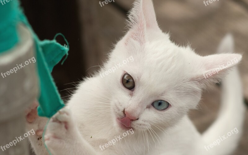 Kitten Playful Cheeky Heavy Cat