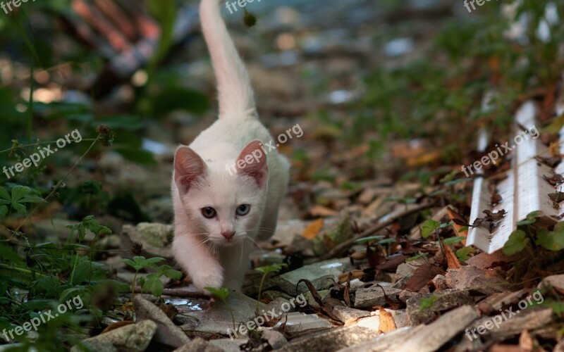 Kitten Accommodating Odd-eye Cat Eyes White Cat