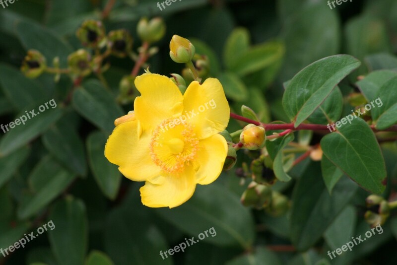 Plant Bush Yellow Flower Flower Garden