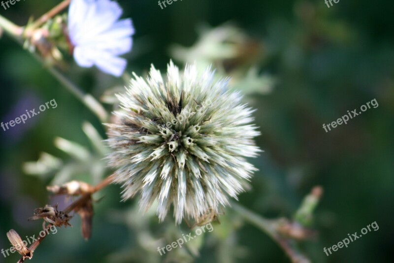 Plant Field Agra Plant Meadow Wild Flower