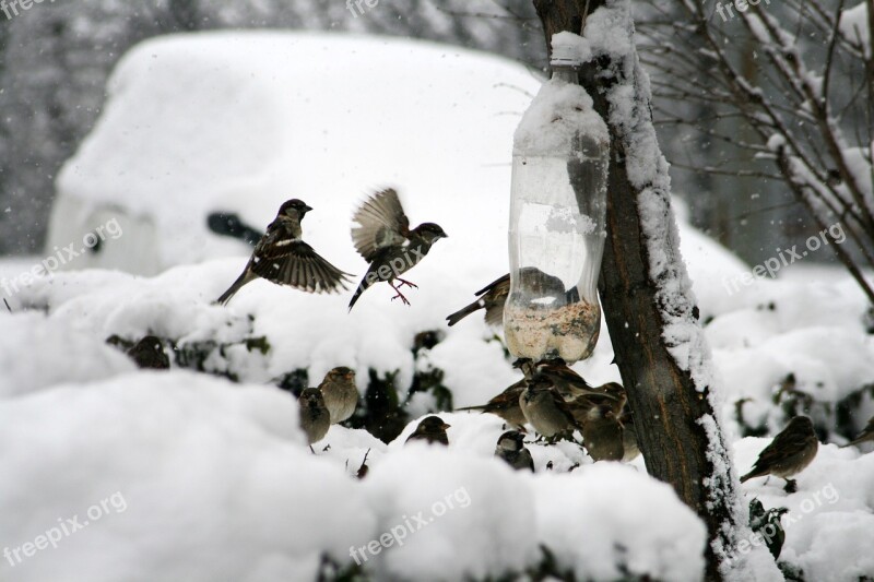 Nature Bird Sparrow Winter Feeding