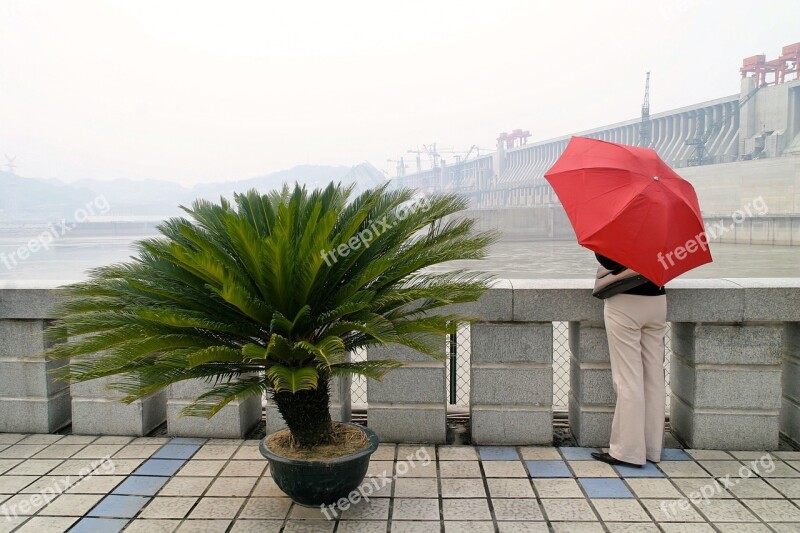 Red Screen Dam Plant Shade Tree