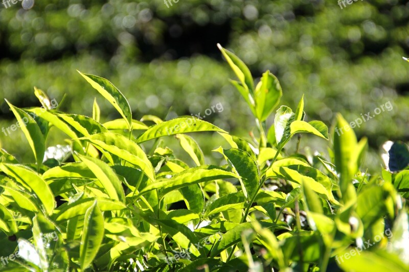 Tee Plantation Tea Plantation India Cultivation Terraces