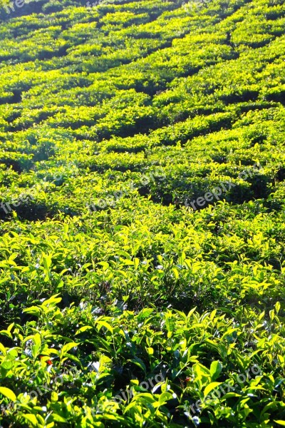 Tee Plantation Tea Plantation India Cultivation Terraces