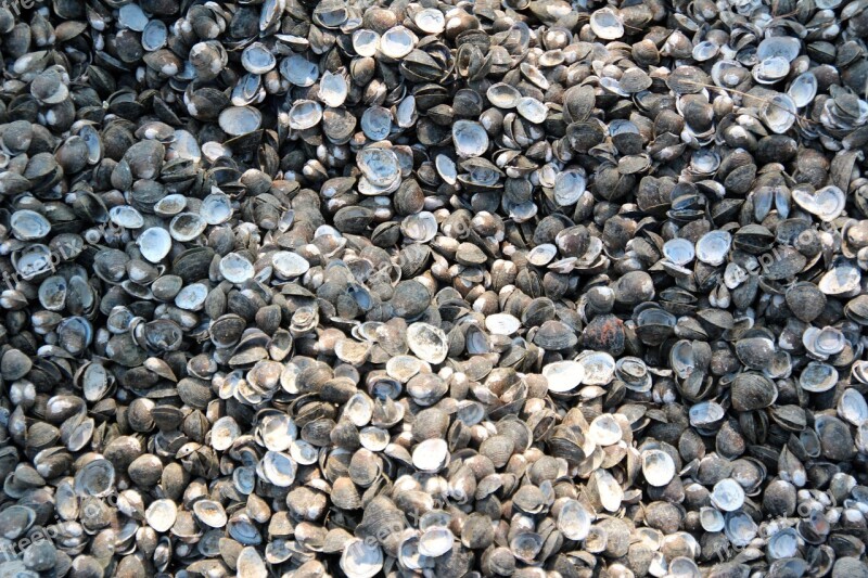 Mussels Shells Mussel Shells Sea Animals Free Photos