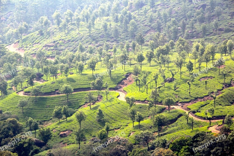 Tee Plantation Tea Plantation India Cultivation Terraces