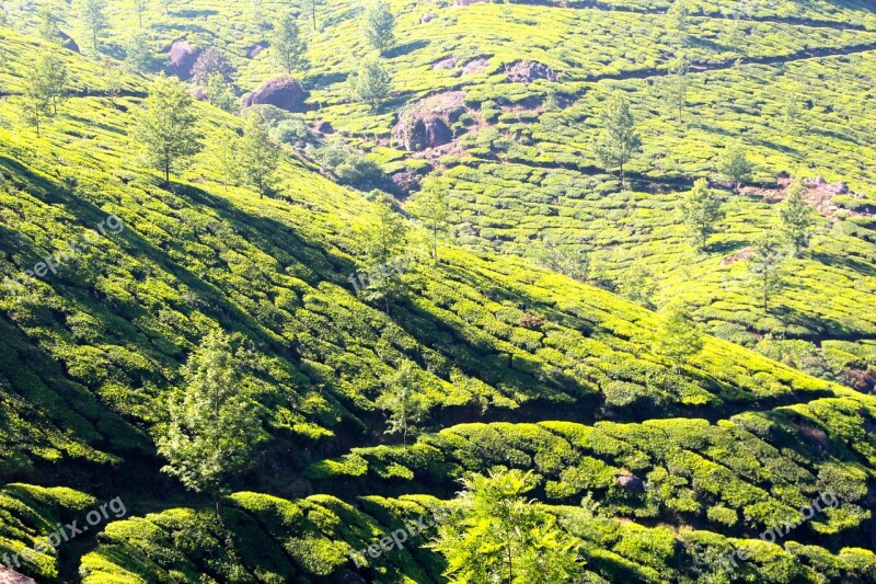 Tee Plantation Tea Plantation India Cultivation Terraces