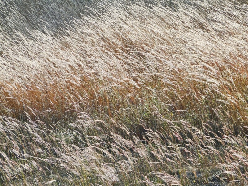 Herb Brown Field Sol Wind