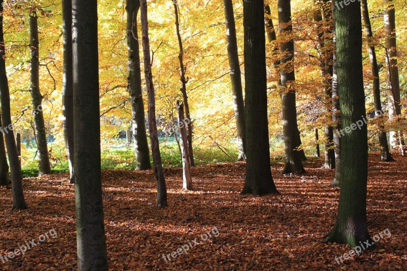 Autumn Forest Leaves Autumn Forest Nature