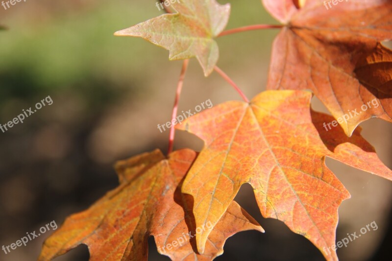 Autumn Fall Leaves Orange Nature