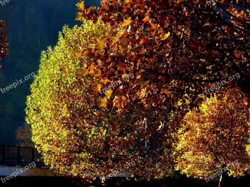 Trees Leaf Leaves Colorful Farbenrausch