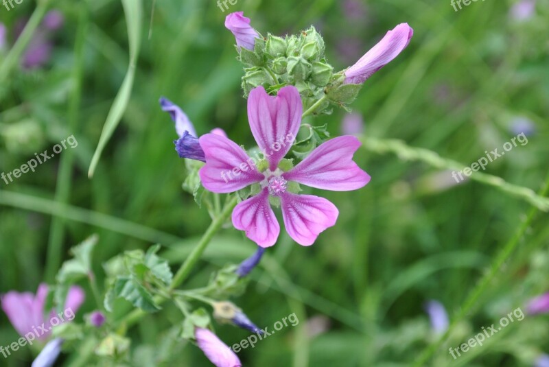 Lavatera Cretica Syn Malva Spring Floral Nature Spring Flower