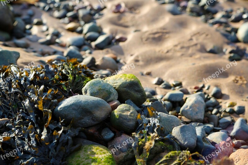 Pebbles Seaweed Beach Sand Holiday