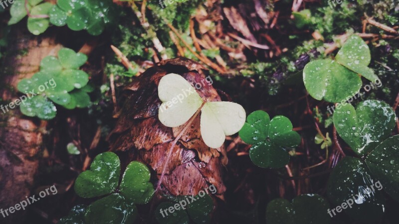 Leaf Blossom Bloom Leaves Nature