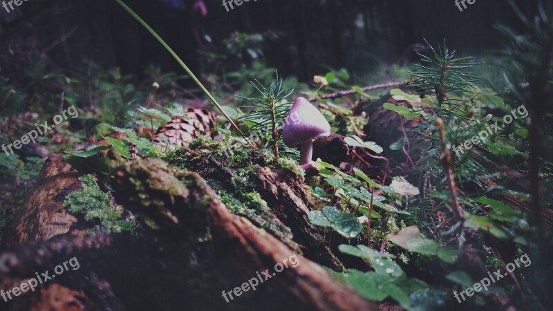 Mushroom Forest Nature Autumn Toxic