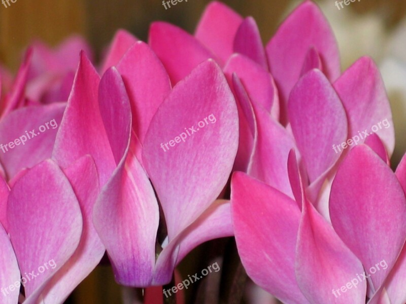 Cyclamen Pink White Flora Ornamental Plant