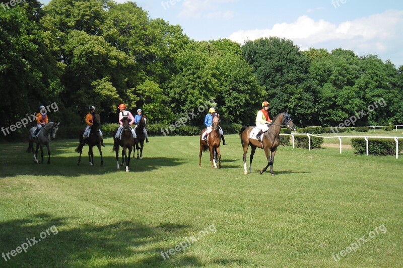 Poland Horses Race Horse Racing The Horse